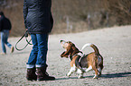 Basset Hound