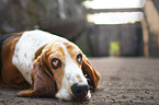 lying Basset Hound