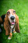 sitting Basset Hound