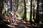 standing Basset Hound