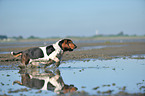 running Basset Hound