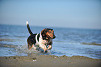 running Basset Hound