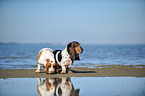 2 Basset Hounds