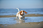 running Basset Hound