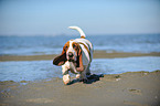 running Basset Hound