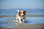 running Basset Hound