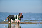 Basset Hound