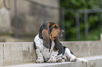 Basset Hound Puppy