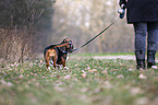 standing Basset Hound