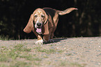 running Basset Hound