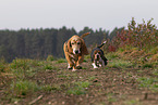 2 Basset Hounds