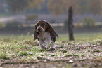 young Basset Hound