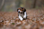 young Basset Hound