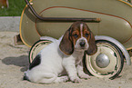 Basset Hound puppy