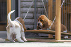 Basset Hound Puppies