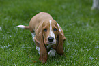 Basset Hound Puppy