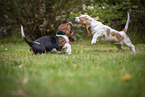 Basset Hound Puppies