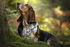 Basset Hound