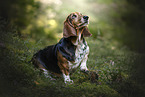 Basset Hound