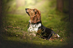 Basset Hound