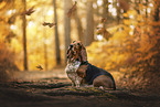 Basset Hound