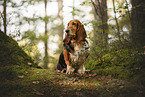 Basset Hound