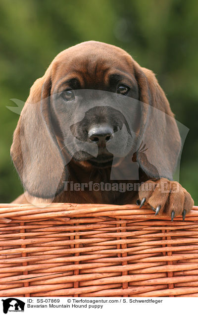 Bayerischer Gebirgsschweihund Welpe / Bavarian Mountain Hound puppy / SS-07869