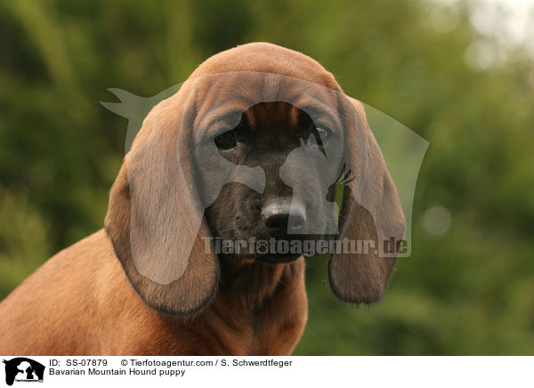 Bayerischer Gebirgsschweihund Welpe / Bavarian Mountain Hound puppy / SS-07879