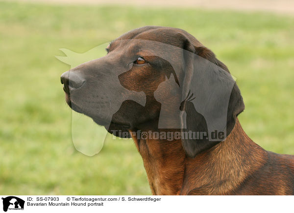 Bayerischer Gebirgsschweihund Portrait / Bavarian Mountain Hound portrait / SS-07903