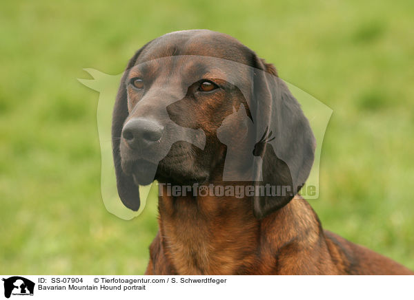 Bayerischer Gebirgsschweihund Portrait / Bavarian Mountain Hound portrait / SS-07904