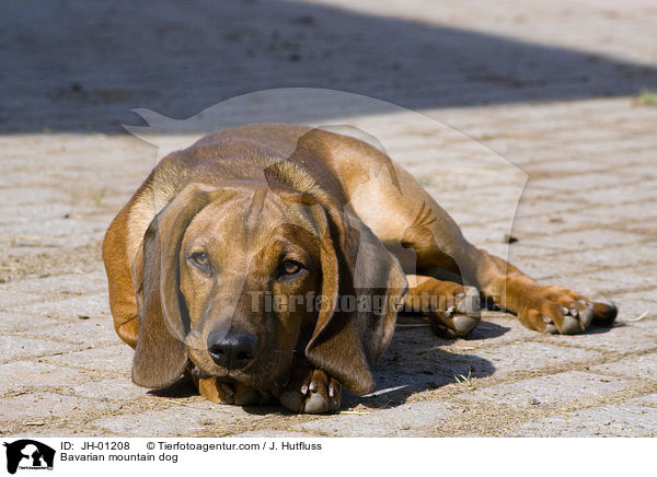 Bayerischer Gebirgsschweihund / Bavarian mountain dog / JH-01208
