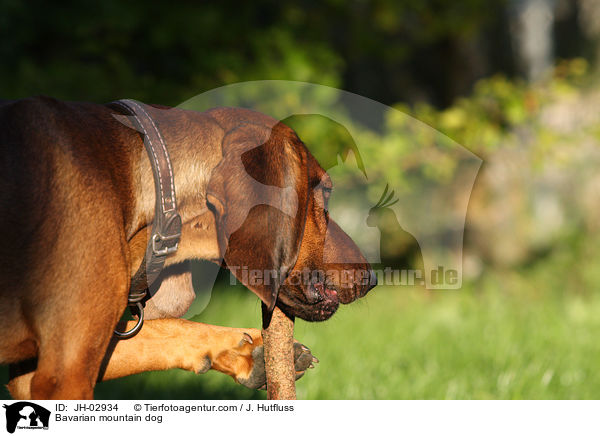 Bayerischer Gebirgsschweihund / Bavarian mountain dog / JH-02934