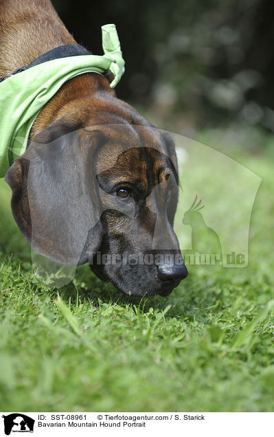 Bayerischer Gebirgsschweisshund Portrait / Bavarian Mountain Hound Portrait / SST-08961