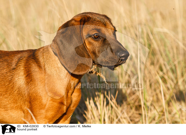 Bayerischer Gebirgsschweisshund Portrait / hound portrait / KMI-02830