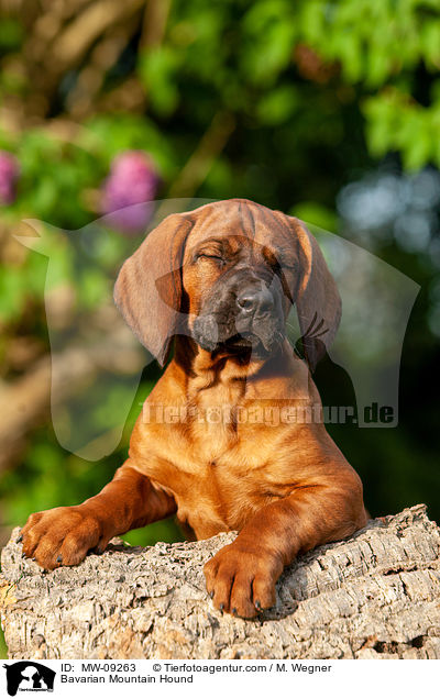 Bayerischer Gebirgsschweihund / Bavarian Mountain Hound / MW-09263