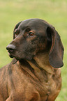 Bavarian Mountain Hound portrait