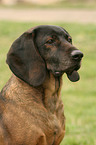 Bavarian Mountain Hound portrait