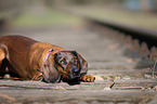 lying Bavarian Mountain Dog