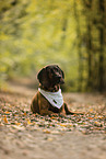 Bavarian Mountain Dog