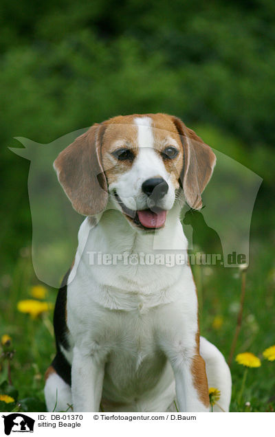 sitzender Beagle / sitting Beagle / DB-01370