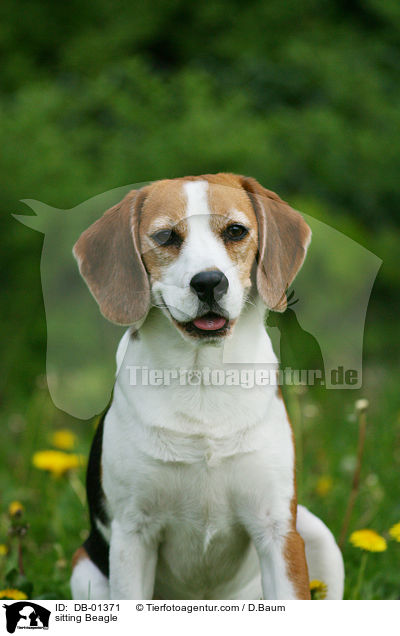 sitzender Beagle / sitting Beagle / DB-01371