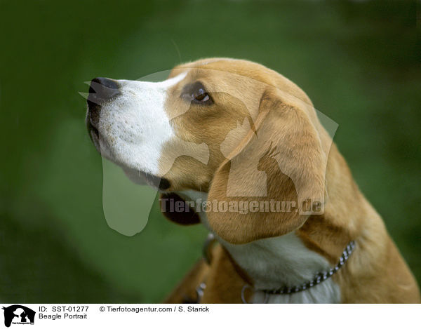 Beagle Portrait / Beagle Portrait / SST-01277