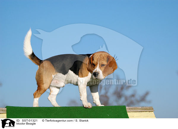 dreifarbiger Beagle / tricolor Beagle / SST-01321