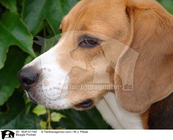 Beagle Portrait / Beagle Portrait / WJP-01184