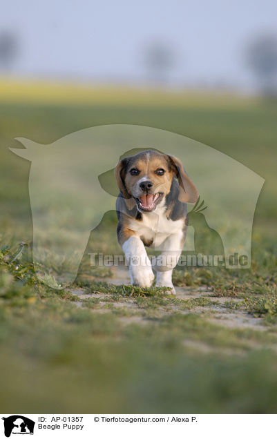 Beagle Welpe / Beagle Puppy / AP-01357