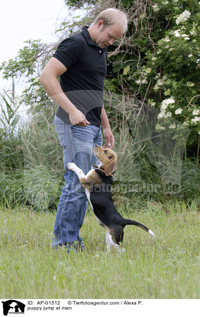 Welpe springt Menschen an / puppy jump at man / AP-01512