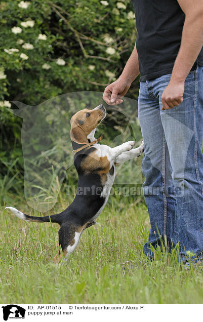 Welpe springt Menschen an / puppy jump at man / AP-01515