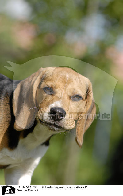 Beagle Portrait / Beagle Portrait / AP-01530