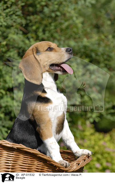 Beagle / Beagle / AP-01532