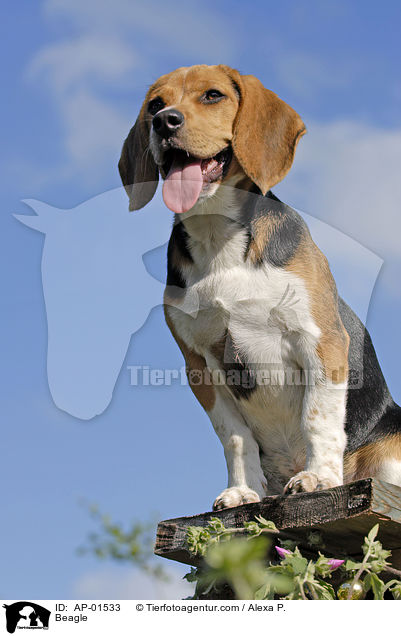 Beagle / Beagle / AP-01533